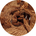 Girolles Extra