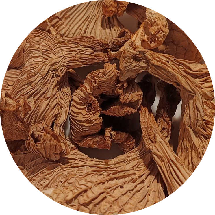 Girolles Extra