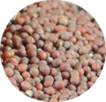 Graines de moutarde brune