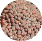 Graines de moutarde brune