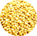 Graines de moutarde jaune