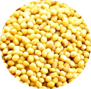 Graines de moutarde jaune
