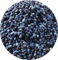 Pavot bleu
