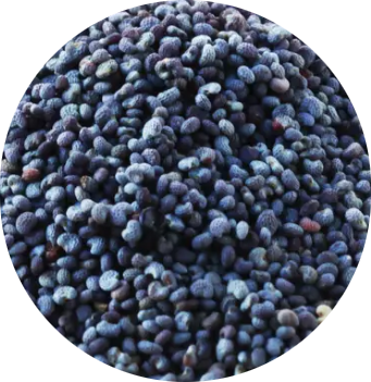 Pavot bleu