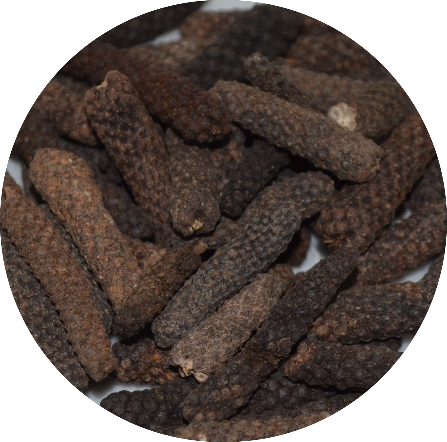 Poivre Long de Java