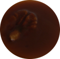 Sauce aux Noix et à la Moutarde